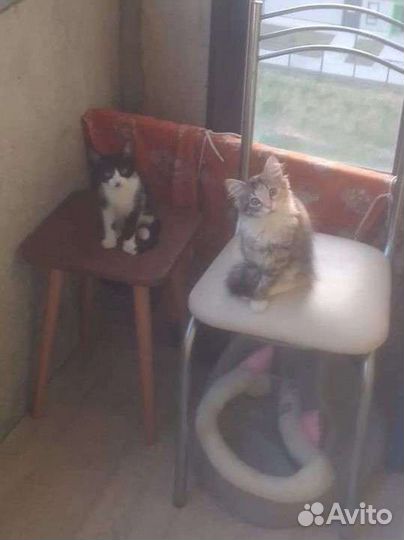 Отдаю бесплатно