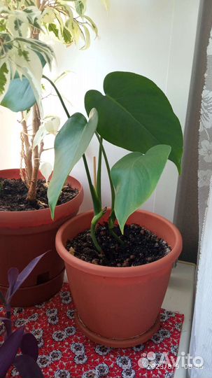 Комнатные цветы