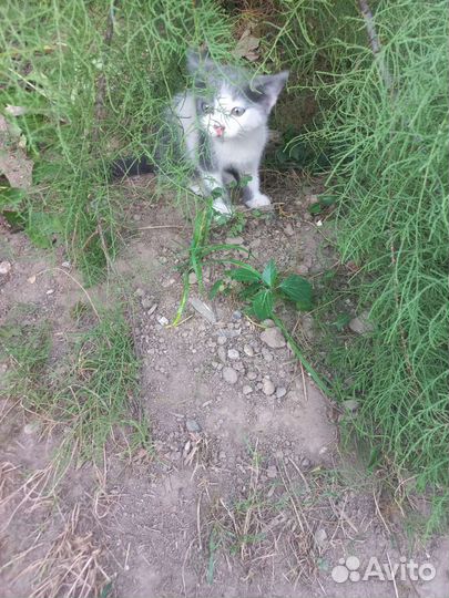 Чудо девочка