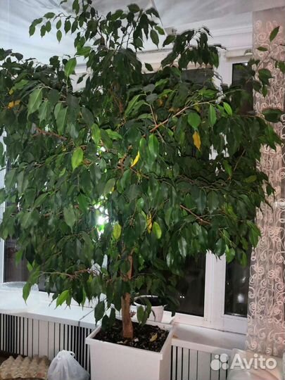 Фикус бенджамина большой