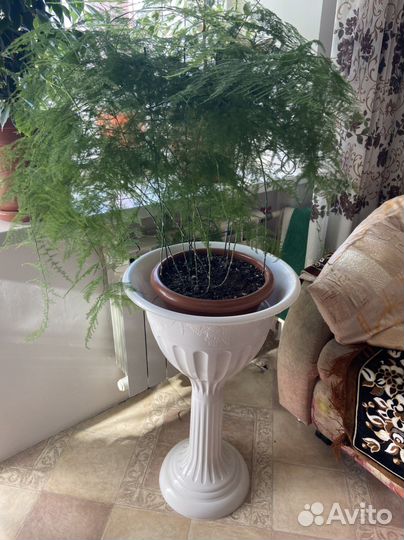 Цветок Аспарагус