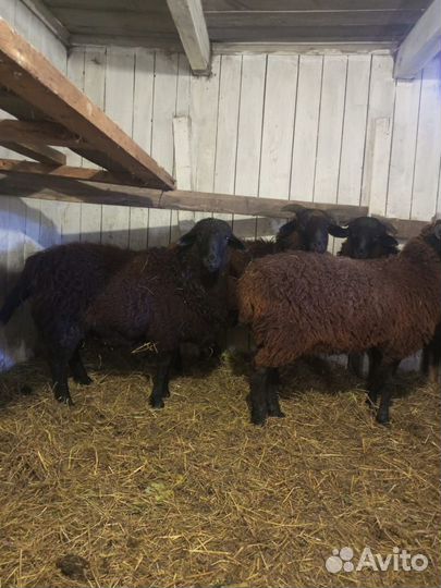 Овцы Бараны