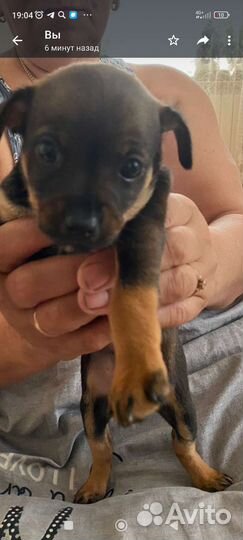 Щенки мини той терьера