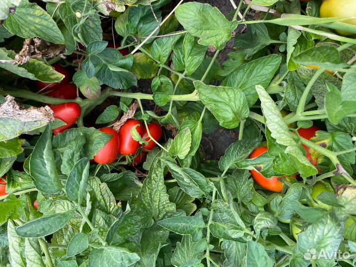 Помидоры оптом