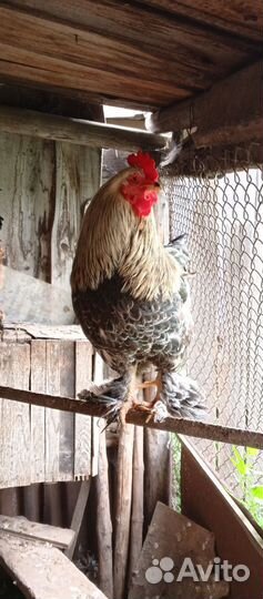 Петухи Брама