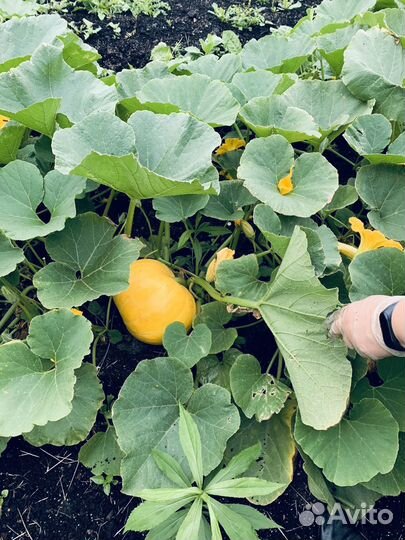 Грунт черный