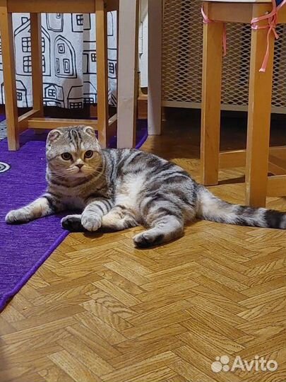 Шотландская вислоухая кошка бесплатно