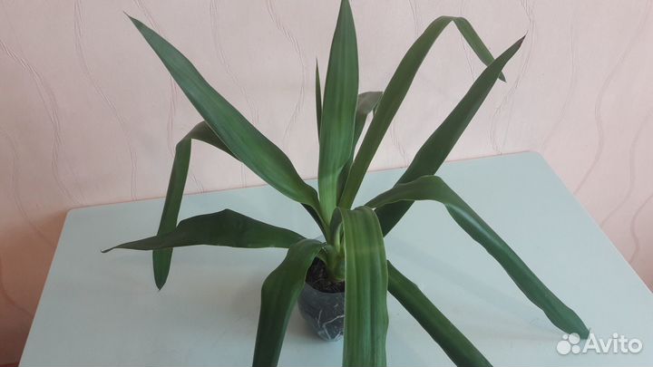 Неприхотливые растения - Пеперомия и Юкка