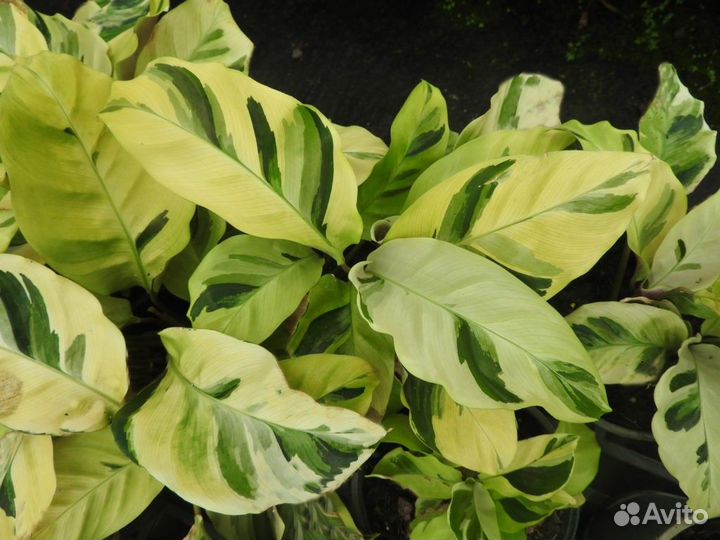 Калатея Yellow Fusion