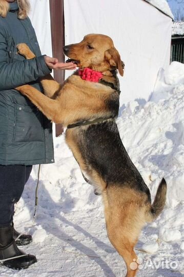 Баффи живёт в приюте, подарите ей дом