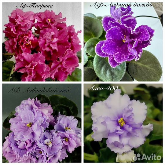 Набор сортовых фиалок