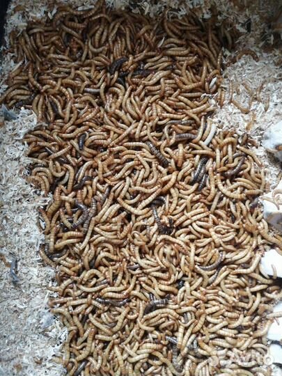 Живой корм для рептилий,пауков,птенцов