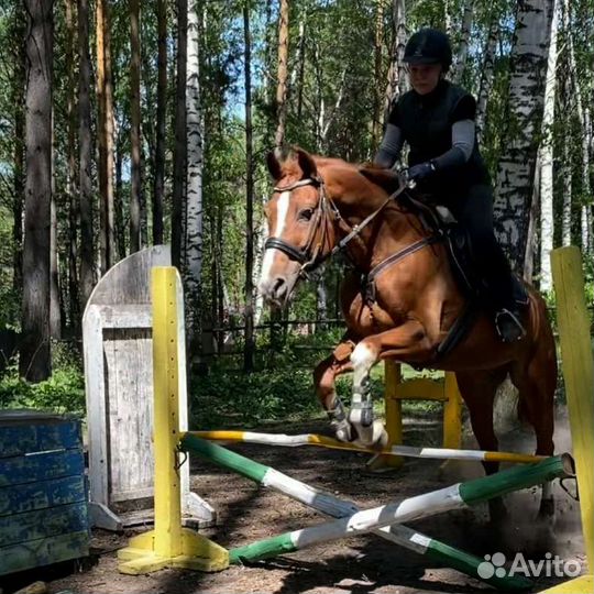 Конный спорт занятия