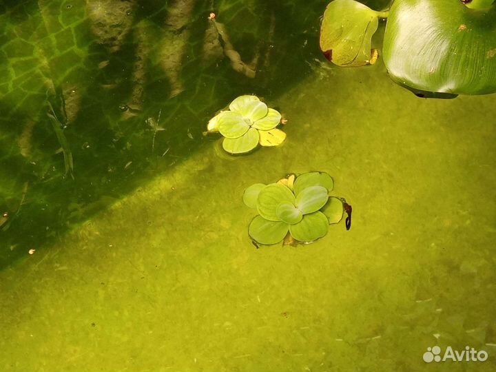 Пестия прудовое растение