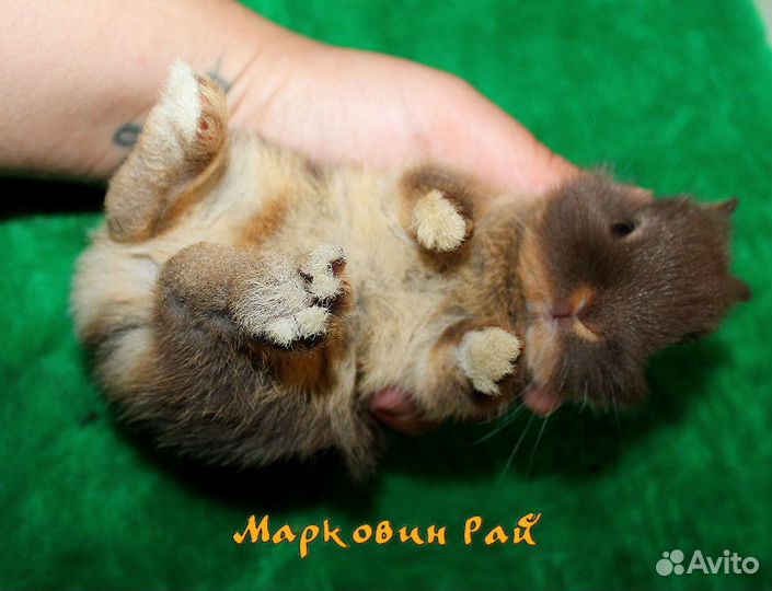 Карликовый кролик