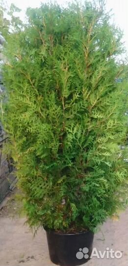 Туя западная Брабант