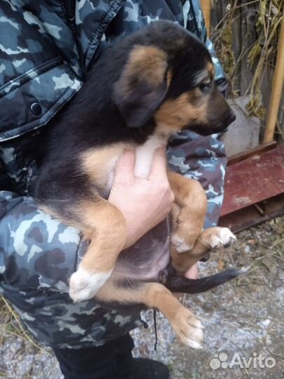 5 щенков, 3 мес, в дар, с доставкой