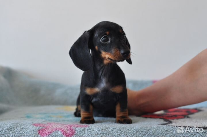 Мини и кроличьи таксы РКФ