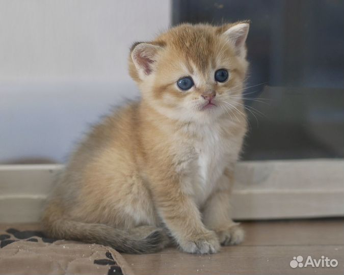 Шотландские вислоухие и прямоухие котята