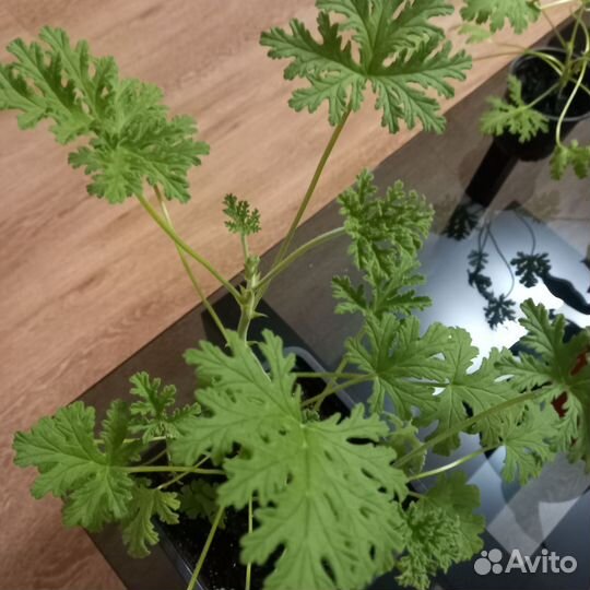 Пеларгония Мята- лимон