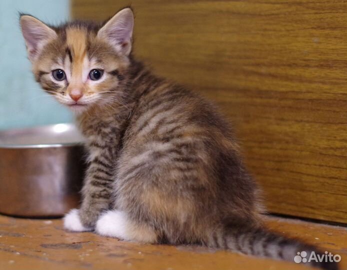 Кошечка тайдай