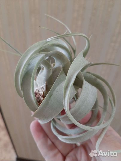 Тилландсия Ксерографика мини