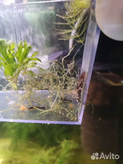 Сомики Анциструсы