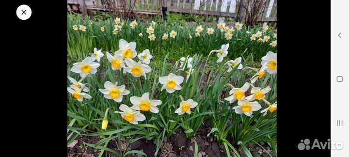 Луковицы нарциссов