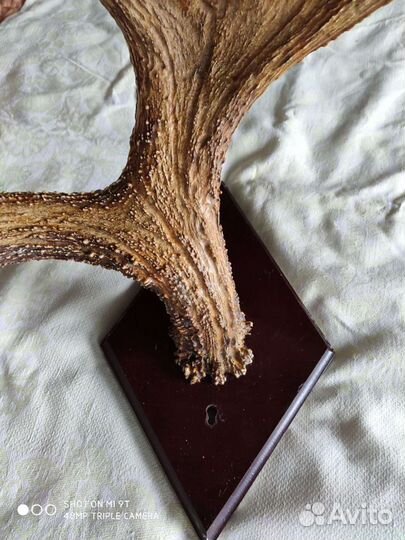 Вешалка аксессуар Рога лося