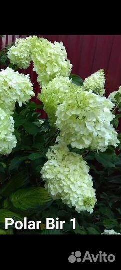 Гортензии метельчатые 2- х летки