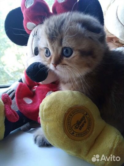 Шотландские котята