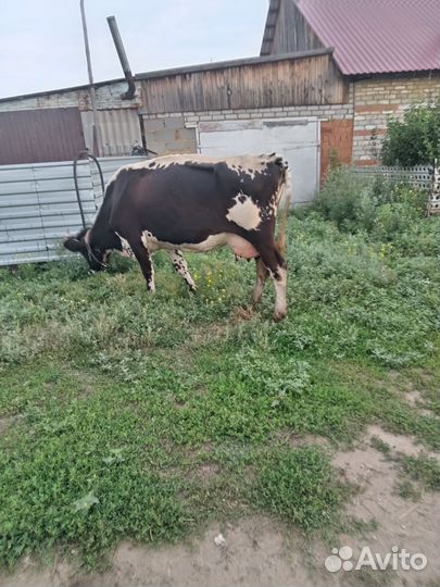 Корова дойная и телочка