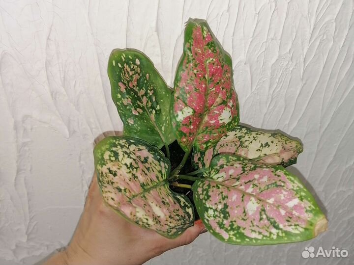 Аглаонемы разные, триколор и т.д