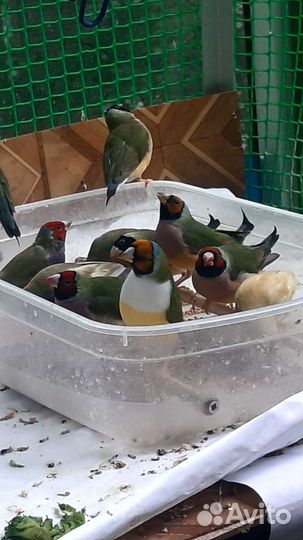 Амадины Гульда