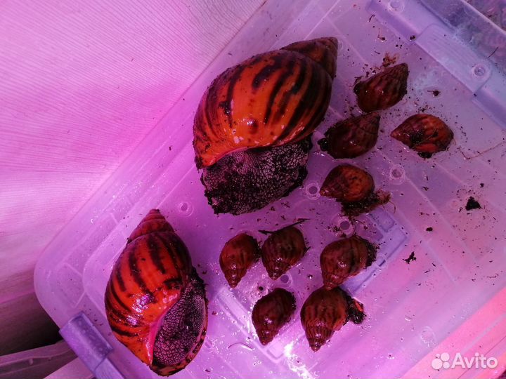 Улитка ахатина ахатина тигр