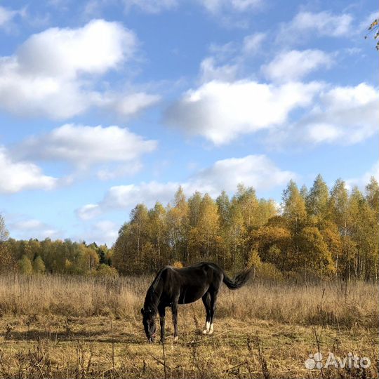 Приглашаем на постой