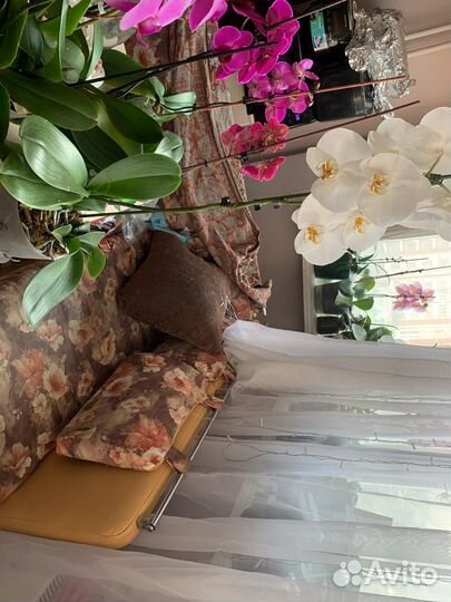 Орхидея фаленопсис реанимашки сортовые