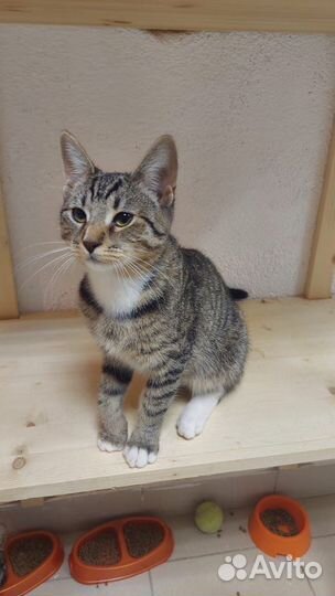 Котёнок Искра 6 мес