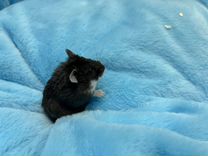 Аварийный диспетчер ростов. Гбу система 112. Диспетчер аварийно-диспетчерской службы. Диспетчер. Аварийно диспетчерская служба.