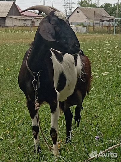 Молодая коза