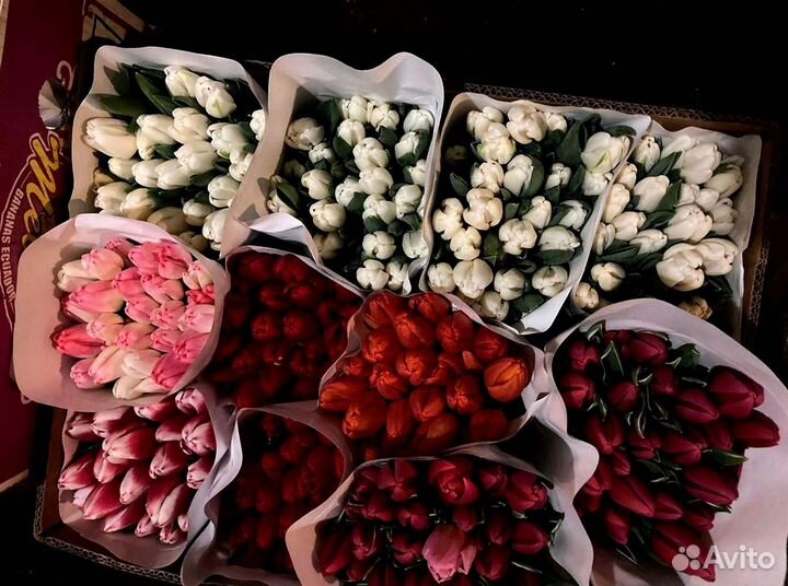 Тюльпаны опт от 500 шт