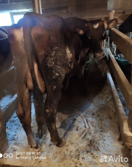 Коровы, Телка