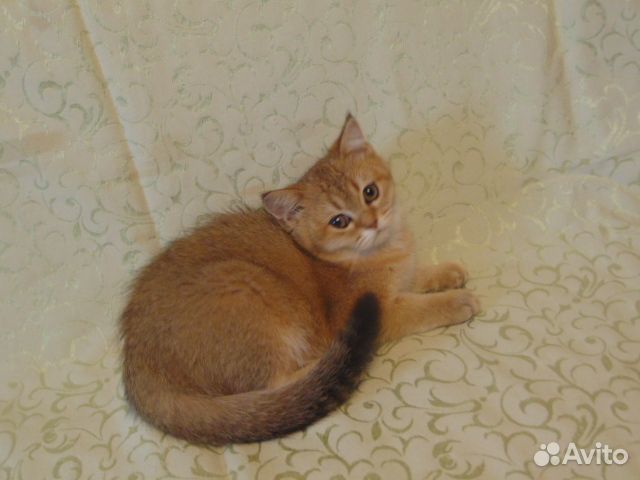 Шотландские котята