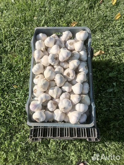 Чеснок