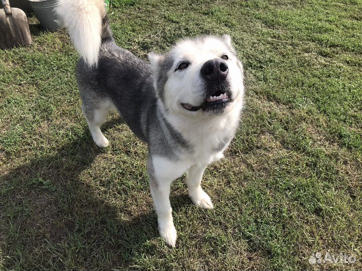 Аляскинский маламут