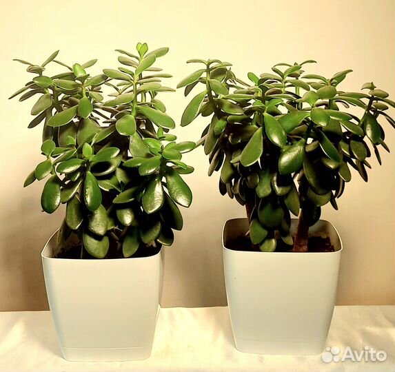 Цветы и растения комнатные.Фикус алоэ орхидея