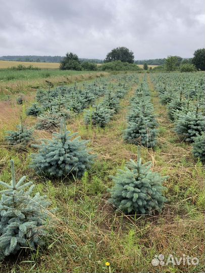 Ель голубая 1-1,2 м