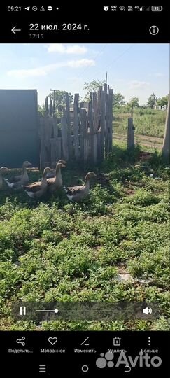 Гуси возраст 1 год