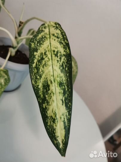 Аглаонема ложноприцветниковая Aglaonema