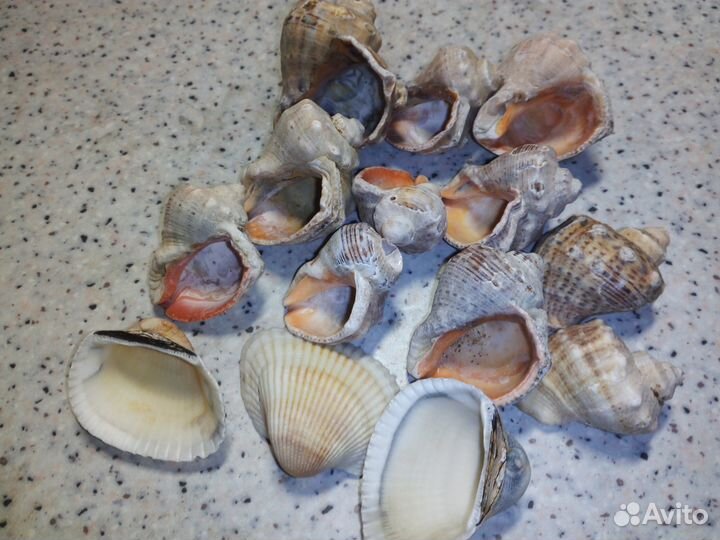 Ракушки морские (рапаны)